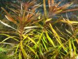 Akváriumi növények - Ludwigia inclinata var. verticillata (cuba)